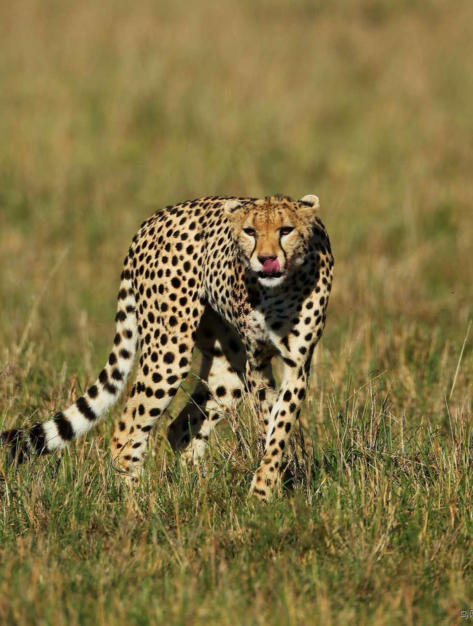 这些各种各样的豹子,你能分清几个3-度小视