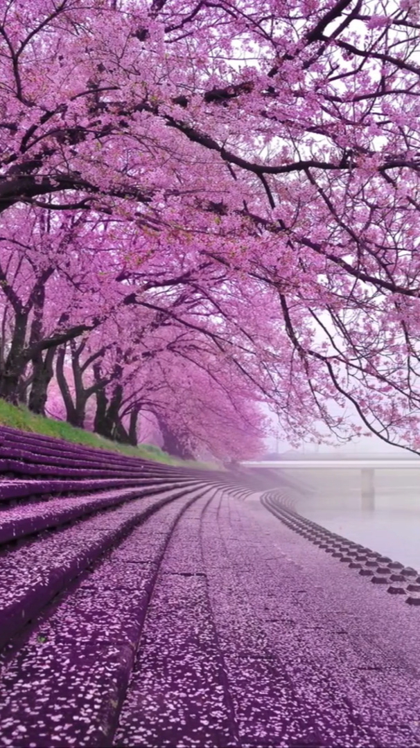 治愈系美景——洒满鲜花的岸边