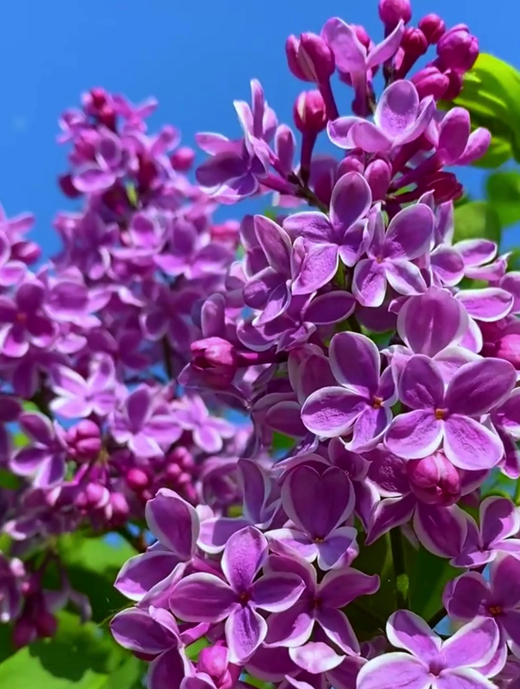 被称为"香水树"的欧洲丁香,耐寒又耐旱,南北方均可种植!