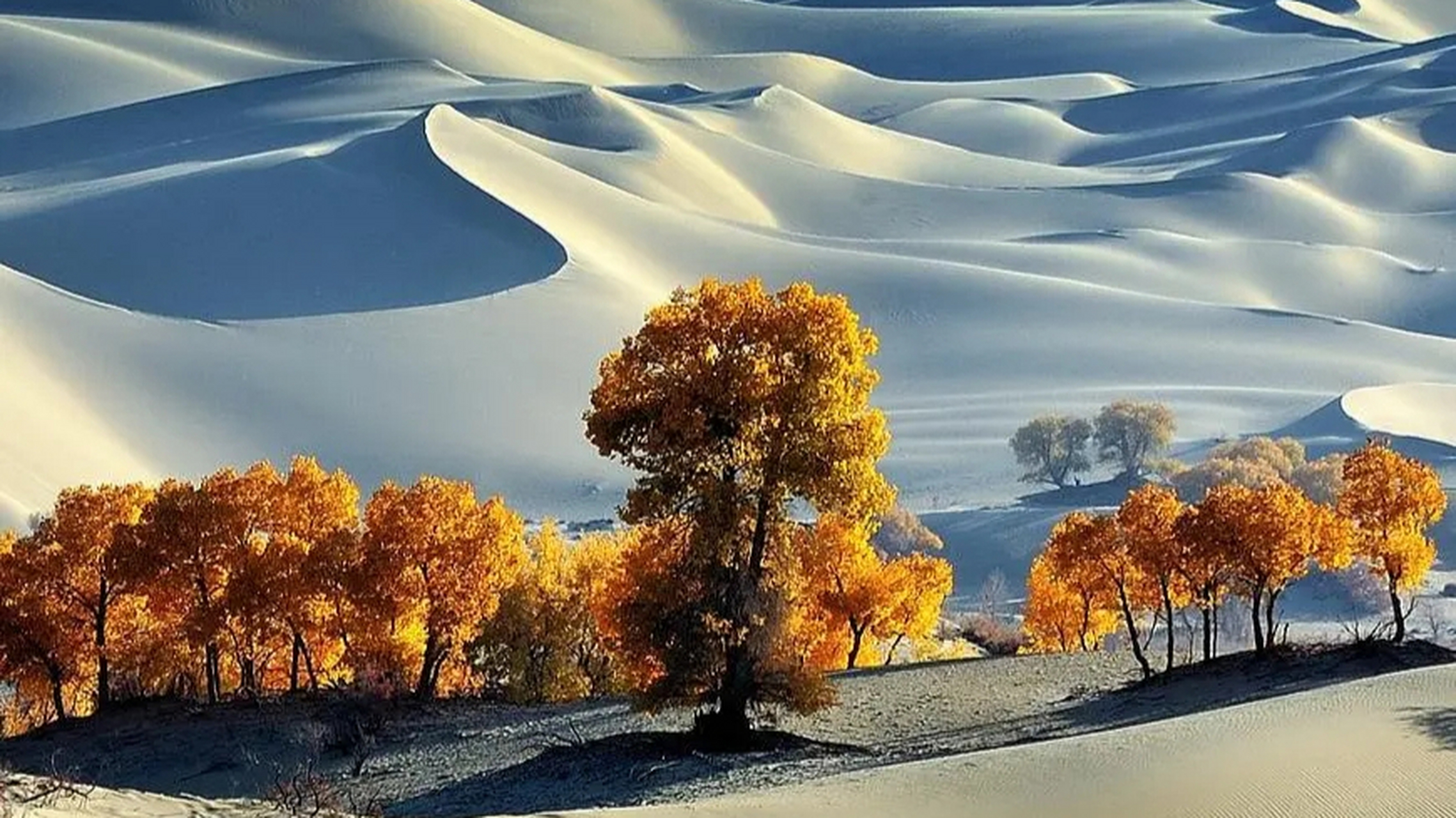 胡杨寓意坚韧不拔,生命力强大,耐得住寂寞和适应力强等积极向上的价值