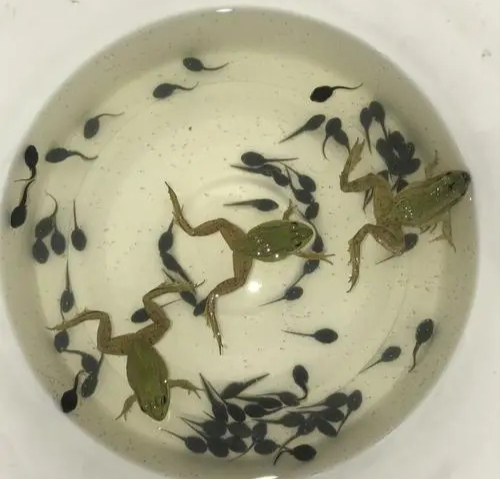 春天来临,青蛙开始产卵,这些卵在水中受精后孵化成蝌蚪.蝌