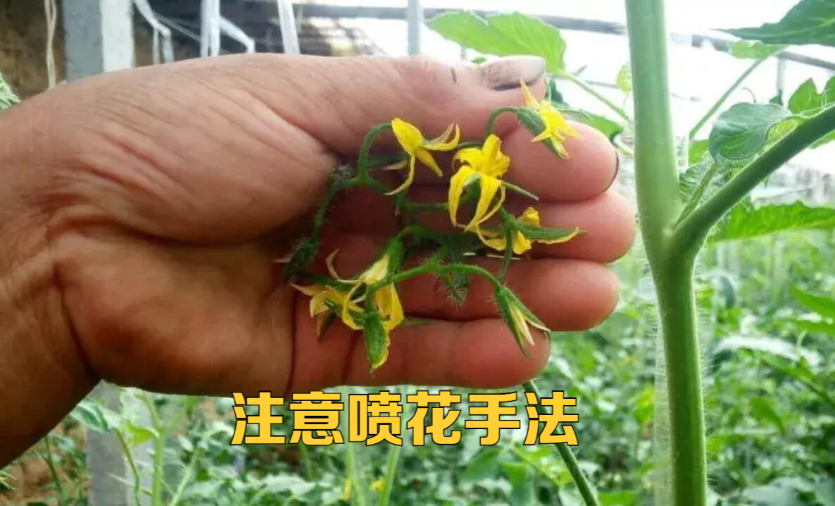 西红柿喷花,是人工授粉的一种方式,关键是什么时候喷,怎么喷?