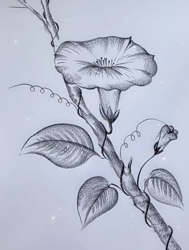 牵牛花素描简笔画图片