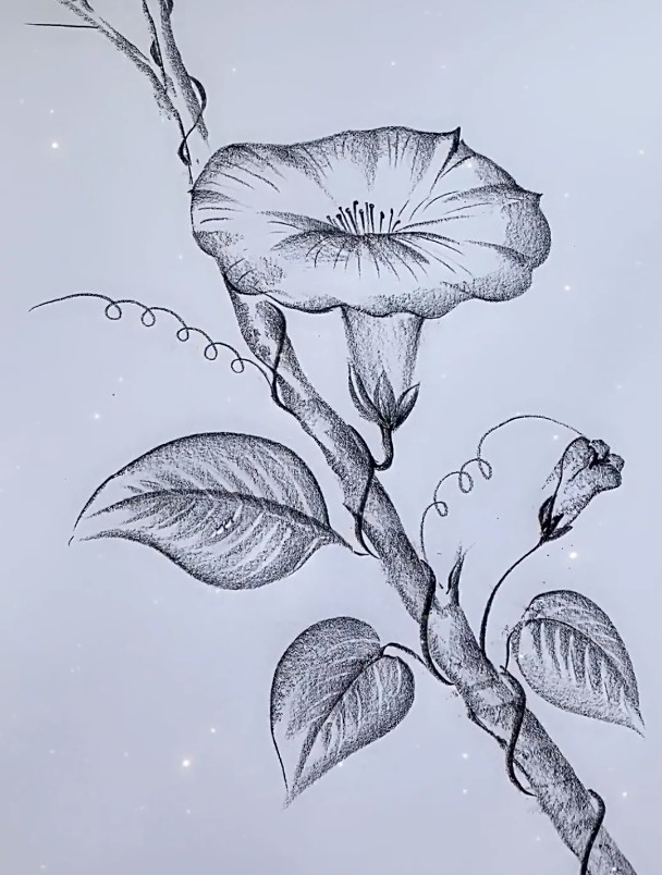 一支笔画画:简单画牵牛花