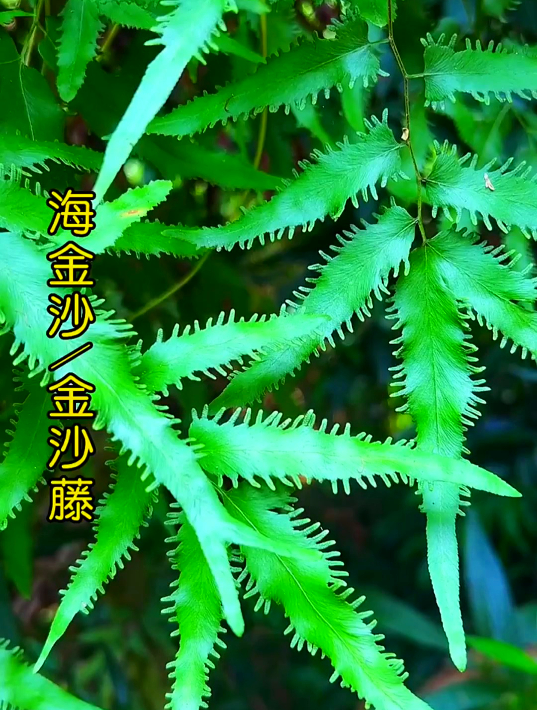 植物科普:海金沙,在我们这也称化石草,名字大有来头!