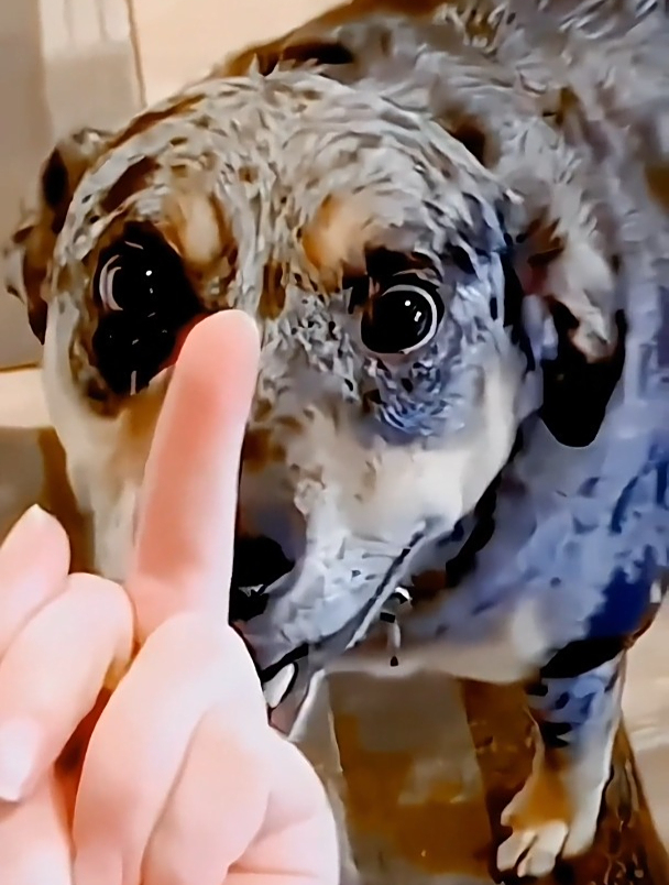 搞笑小动物,可爱的小动物