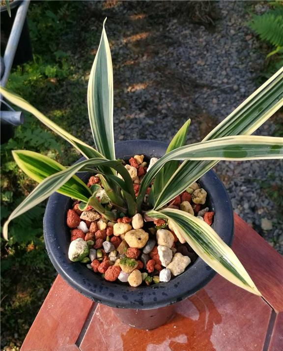 金边墨兰红神荷,一朵花开香满屋,花色顶级,叶带金边,兰香四溢