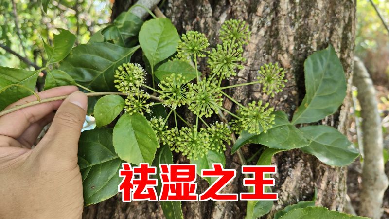 这植物叫白簕又名三加皮，号称“祛湿之王”，野外遇见采挖些回家,自然,植物,好看视频