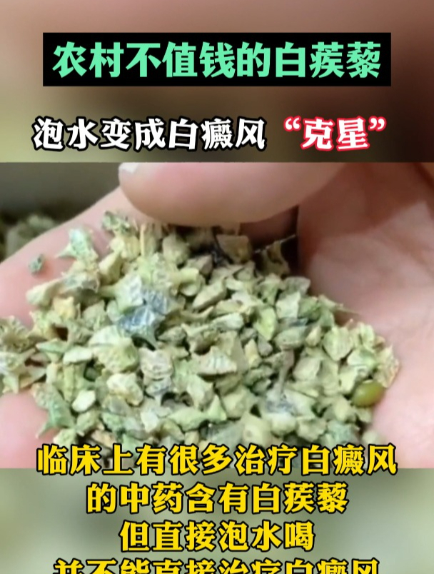 农村不值钱的白蒺藜泡水变成白癜风"克星"