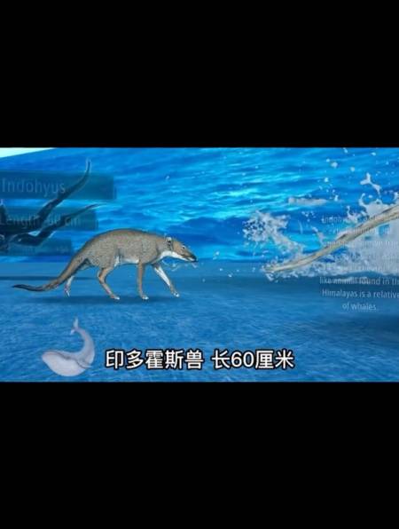 你知道鲸鱼的进化史吗你知道多少呢