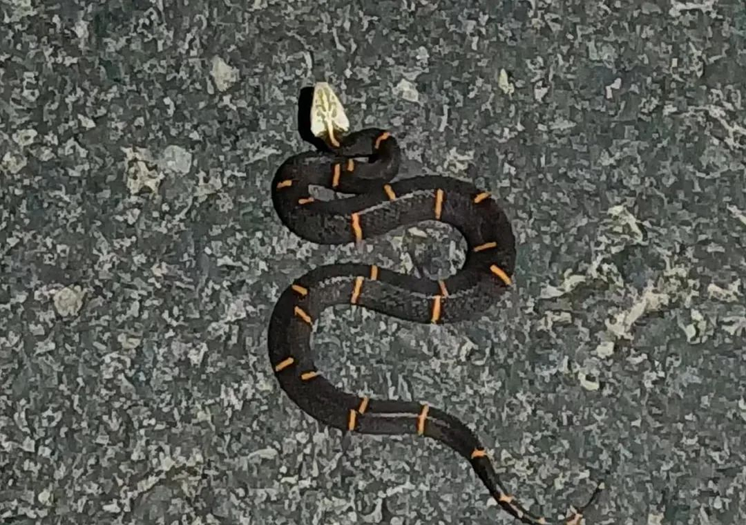 十堰发现罕见剧毒白头蝰蛇!比银环蛇还毒?为何蛇毒血清"失效"