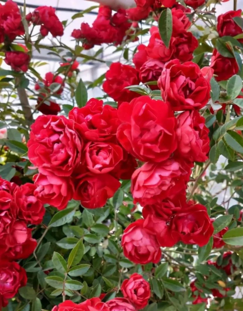 喜欢看花,就养甜蜜红木香,花期长,院子阳台皆可种