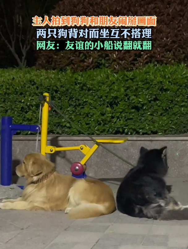 主人拍到狗狗和朋友闹掰画面 网友:友谊的小船说翻就翻-度小视