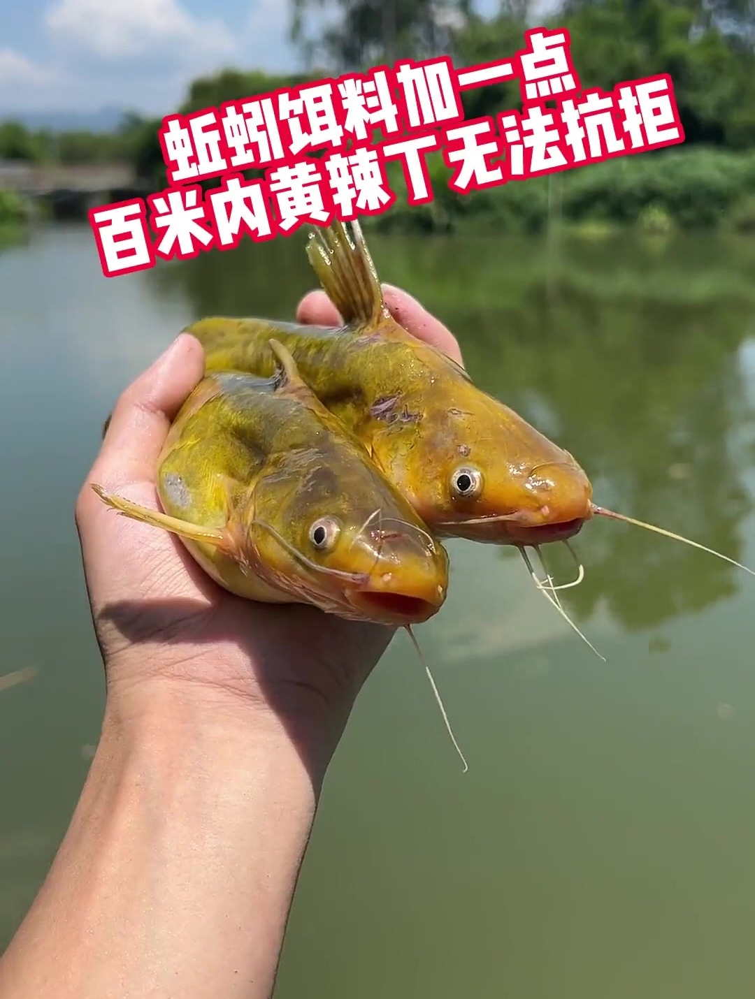 江苏一河道涌现大量黄辣丁,一晚钓十几斤,钓友称这夜钓真过瘾-度小视