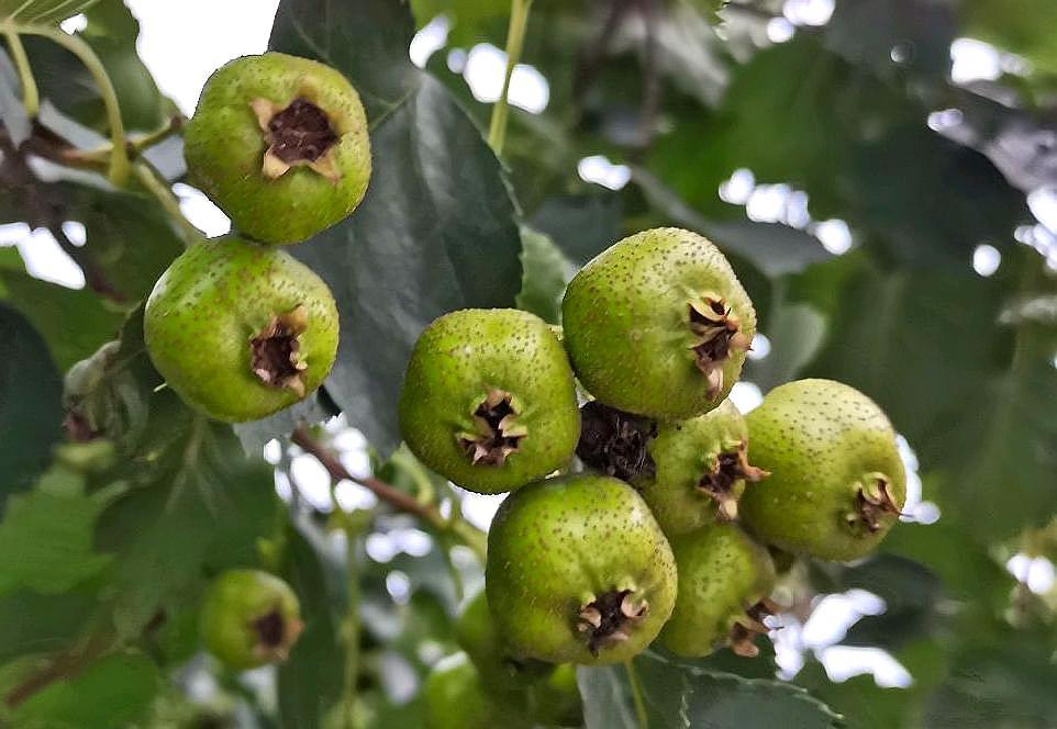 青涩诱人的山楂果