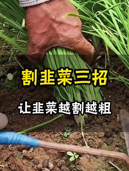 学会这三招,让你的韭菜越割越粗!