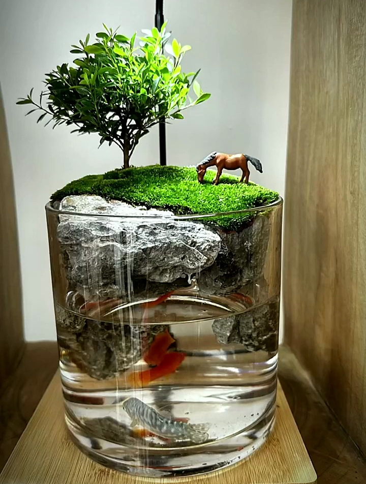 简易的水陆缸,今天它来啦!微景观 水陆缸 鱼缸-度小视