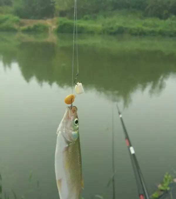 武昌鱼怎么钓?武昌鱼用什么饵料好钓?