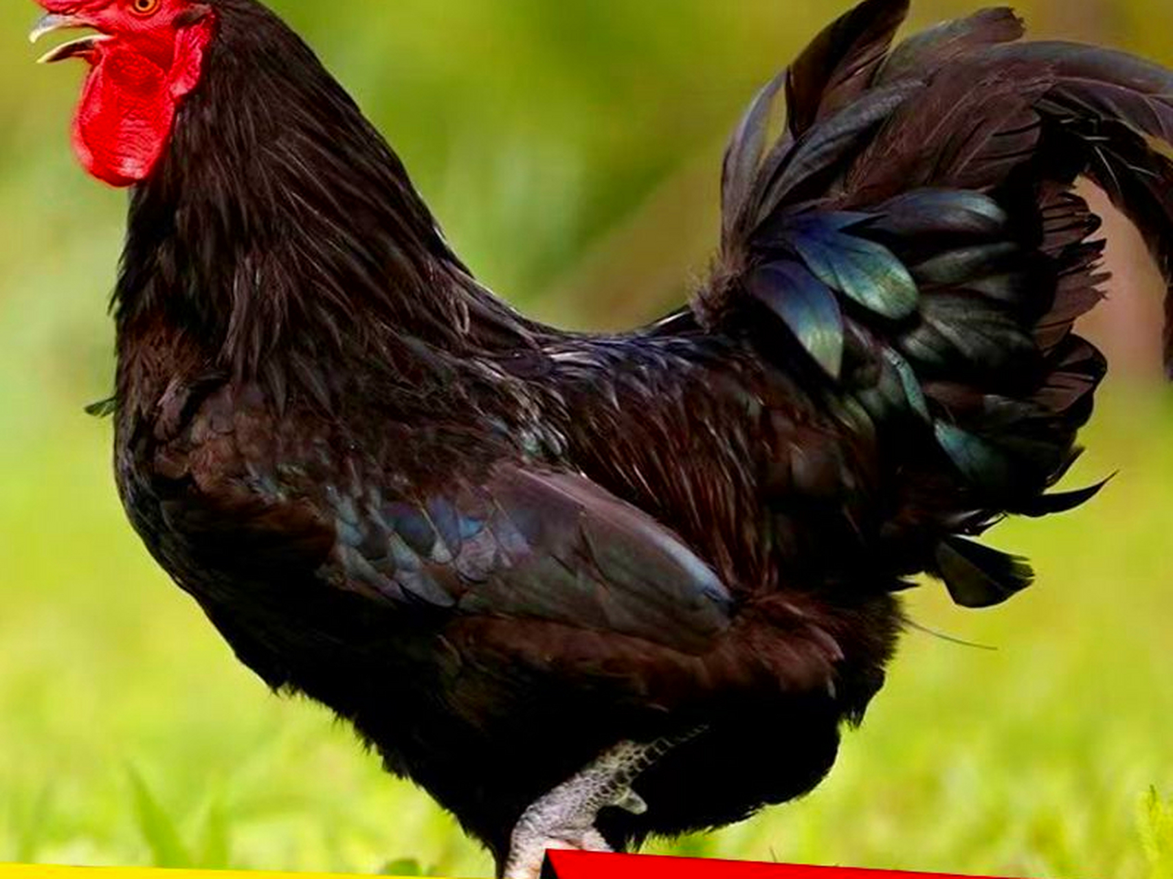 [原文:最贵的鸡品种?樱岛鸡的价.