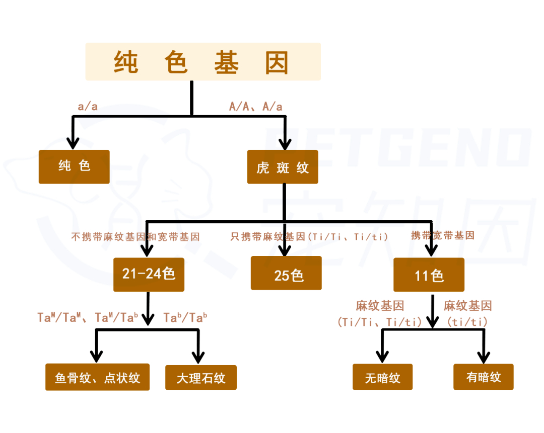 英短繁殖配色表图片