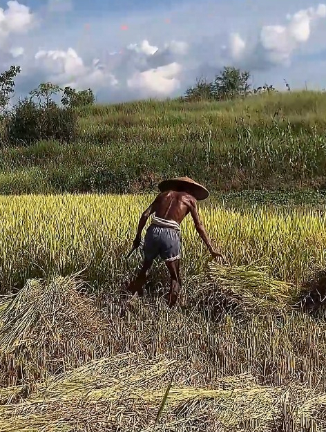 农民大爷身体晒得黝黑在田里干活碗里的每一粒米来得都不容易