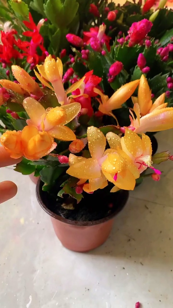 黄金蟹爪兰,花期已至美好如初-度小视