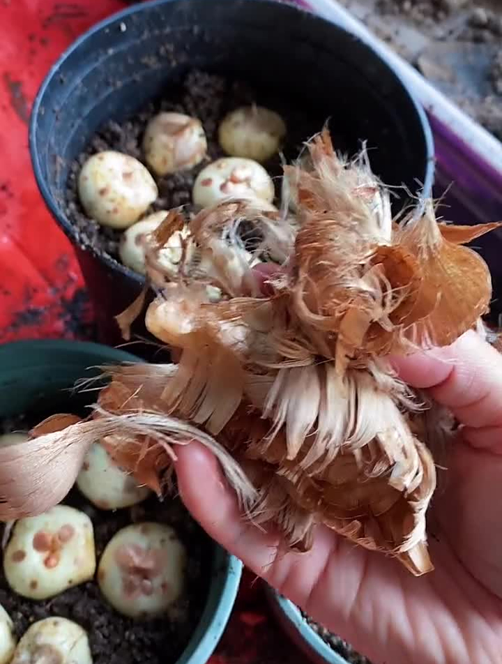 《疯狂动物城》里的"午夜嚎叫"是一种什么花-度小视