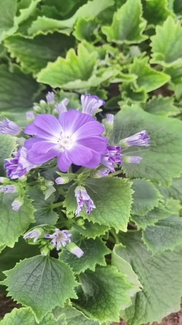 瓜叶菊,便宜又好养的花