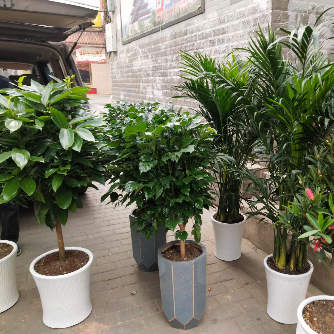 花卉种植,分步骤操作过程,保姆级养花教程分享!