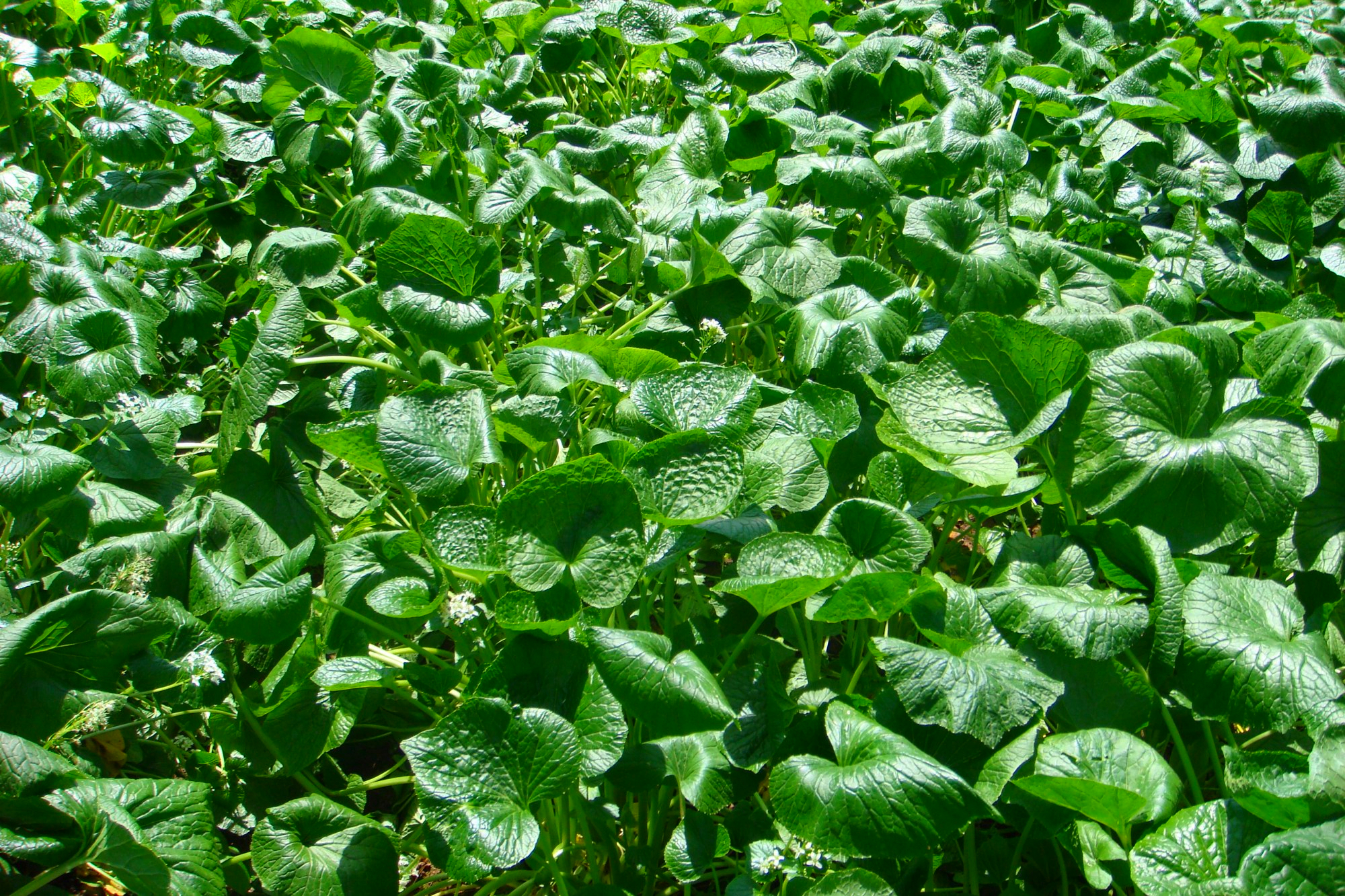 山葵与辣根,芥末的区别