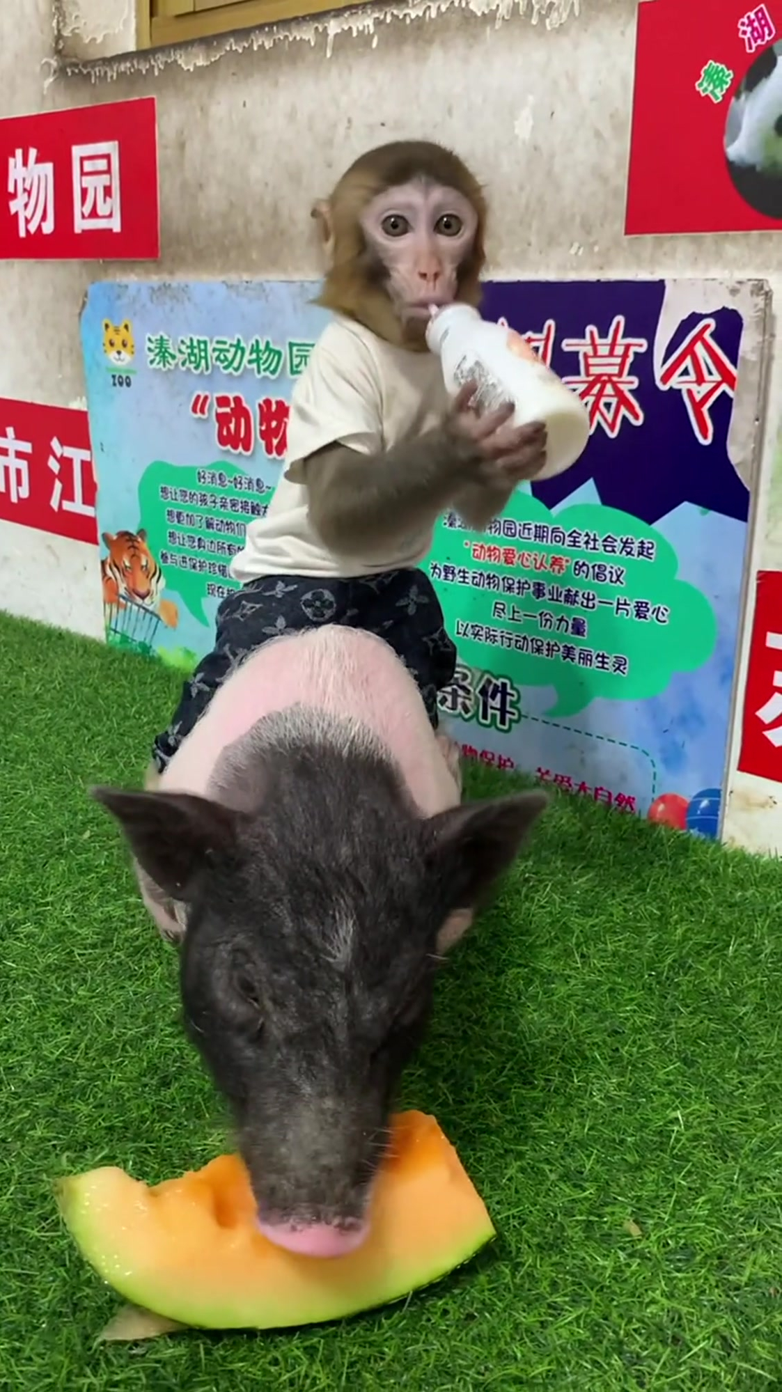 小猴子骑在小猪身上喝奶粉,画面太治愈了
