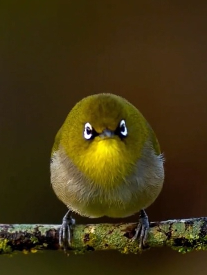 体形胖圆的小鸟儿,像是森林里的小精灵一样