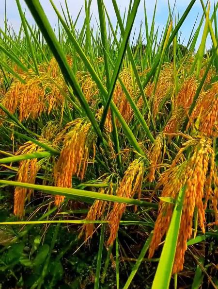 春华秋实,金灿灿的水稻成熟了-度小视