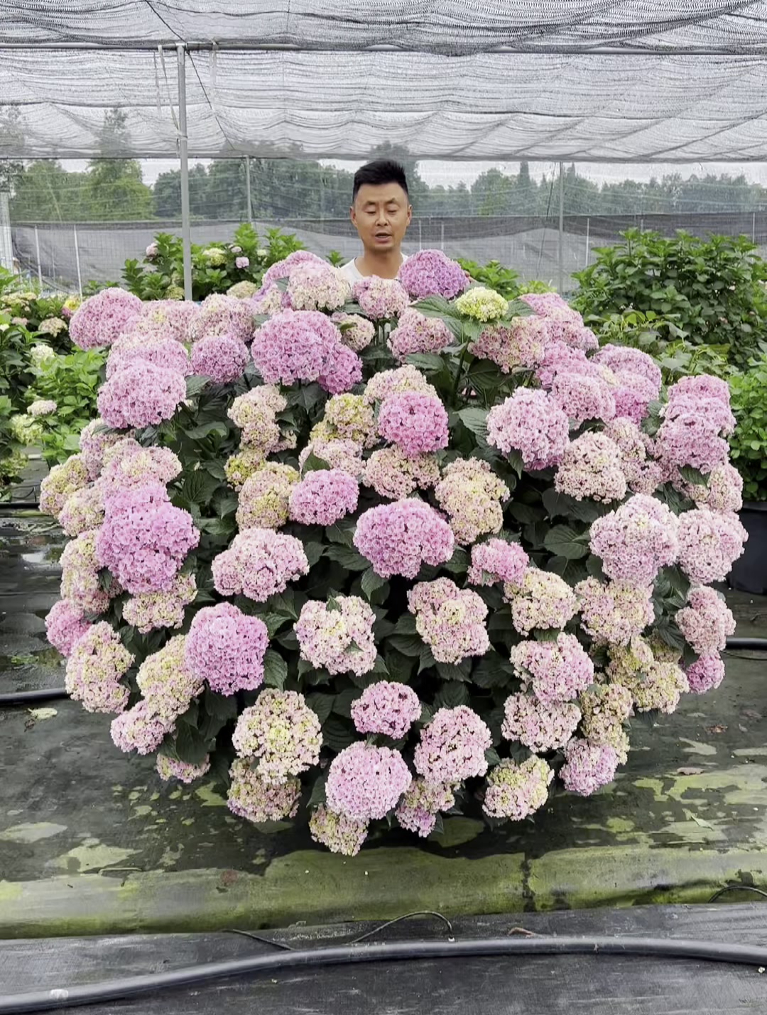 给你们安利夏洛特公主绣球颜值与实力并存