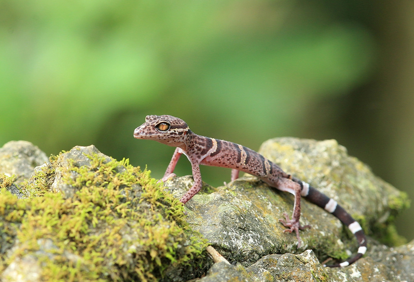 美丽的爬行动物——凭祥睑虎
