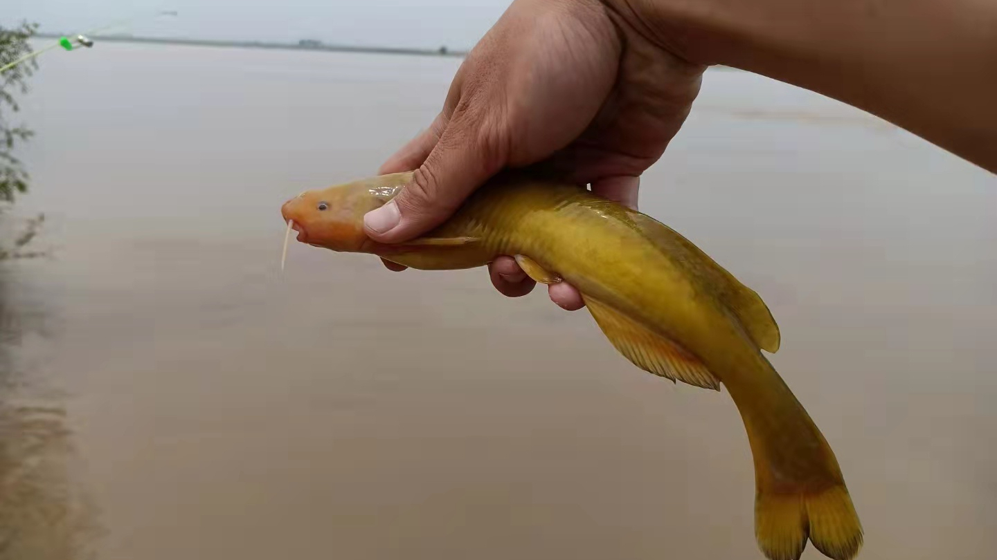 牛尾巴鱼黄河中的凶猛掠食者能一口咬掉鲫鱼的尾部