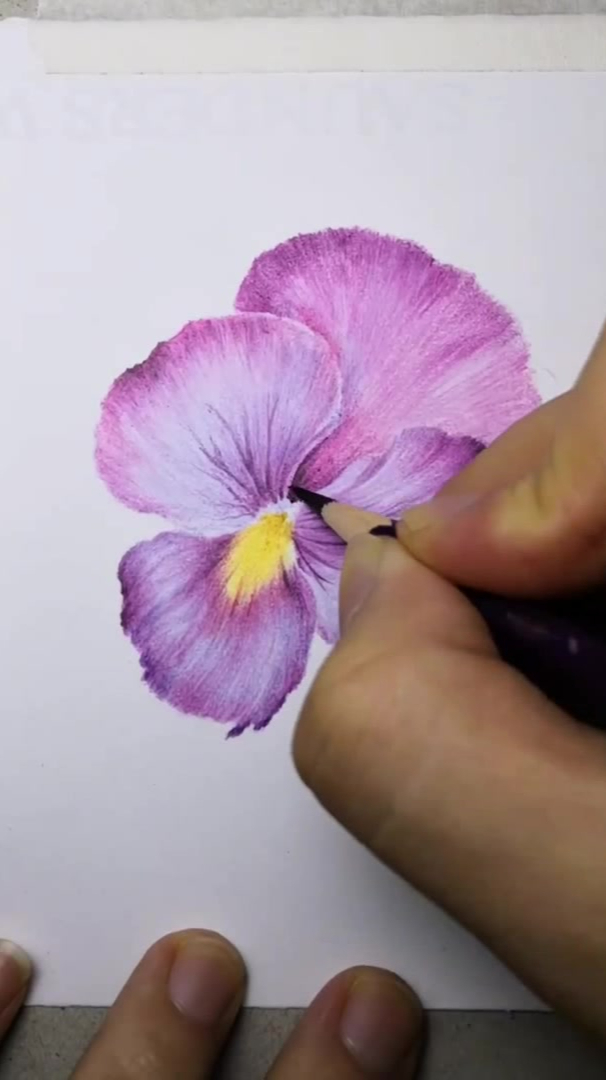彩铅紫罗兰怎么画?