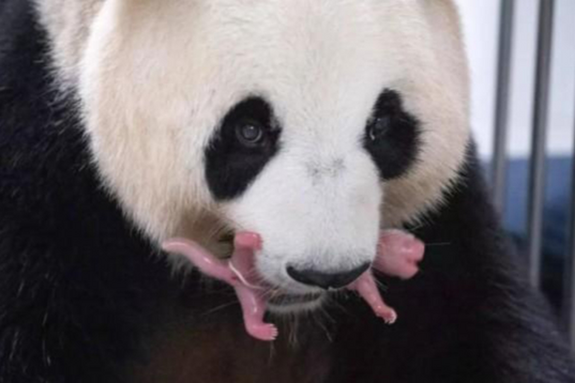 旅韩大熊猫"华妮"诞下一对雌性双胞胎幼崽  中国大熊猫保护研究中心