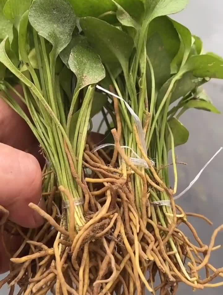 蛇须草漂亮吧大山里面的回馈-度小视