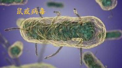 历史上致死人数最多的病毒-黑死病