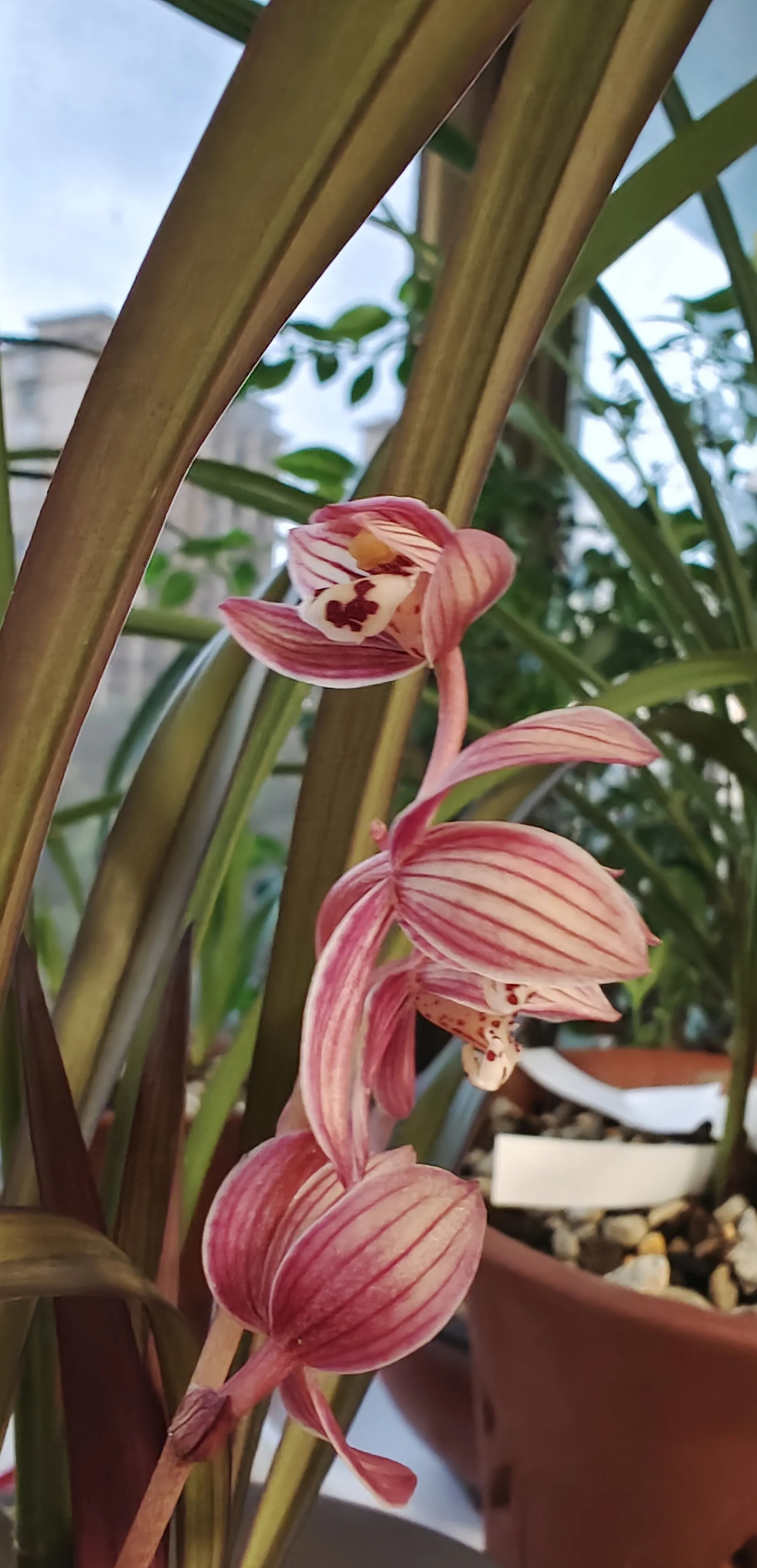 建兰红草红荷,集艺草,红花以及荷瓣于一身的佳品,值得收藏