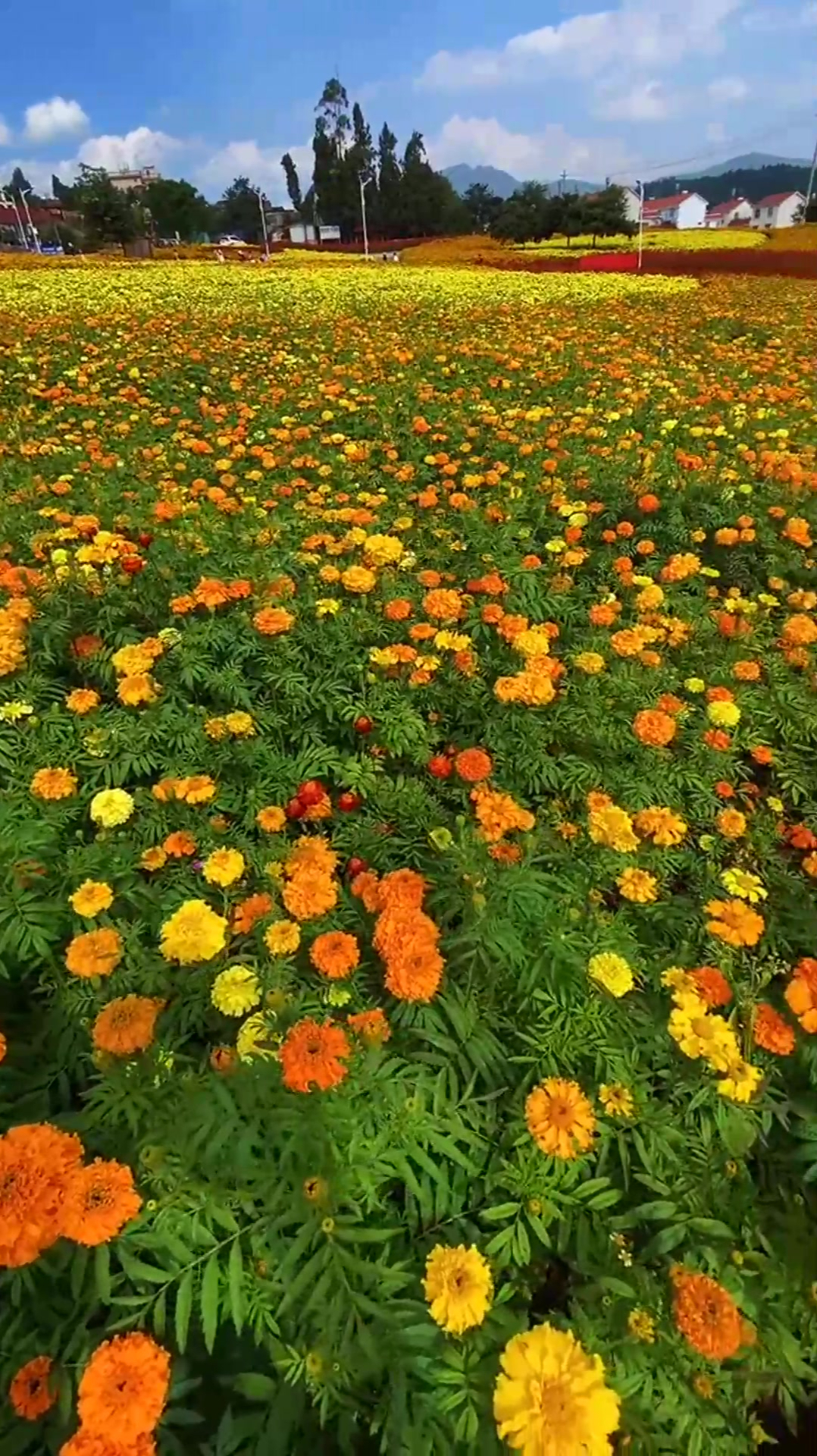 大自然花海图片大全图片