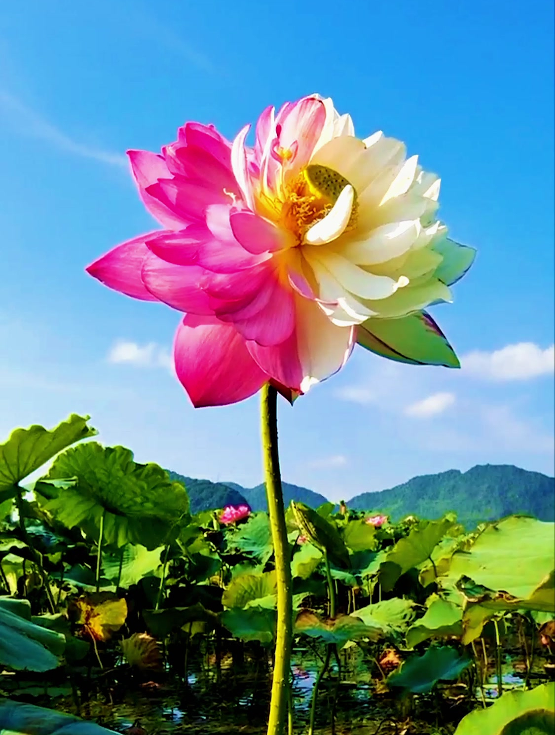 珍稀荷花"大洒锦"盛开,希望大家都能好运"莲莲"!-度小视