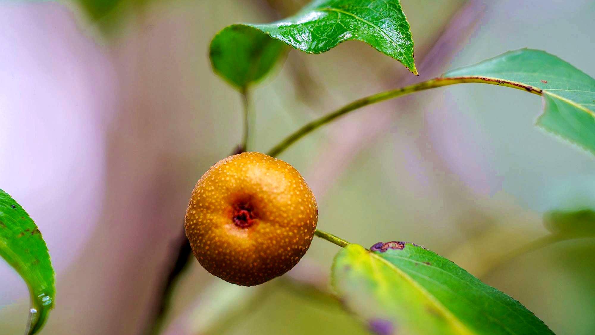 山上随手拍的野生梨