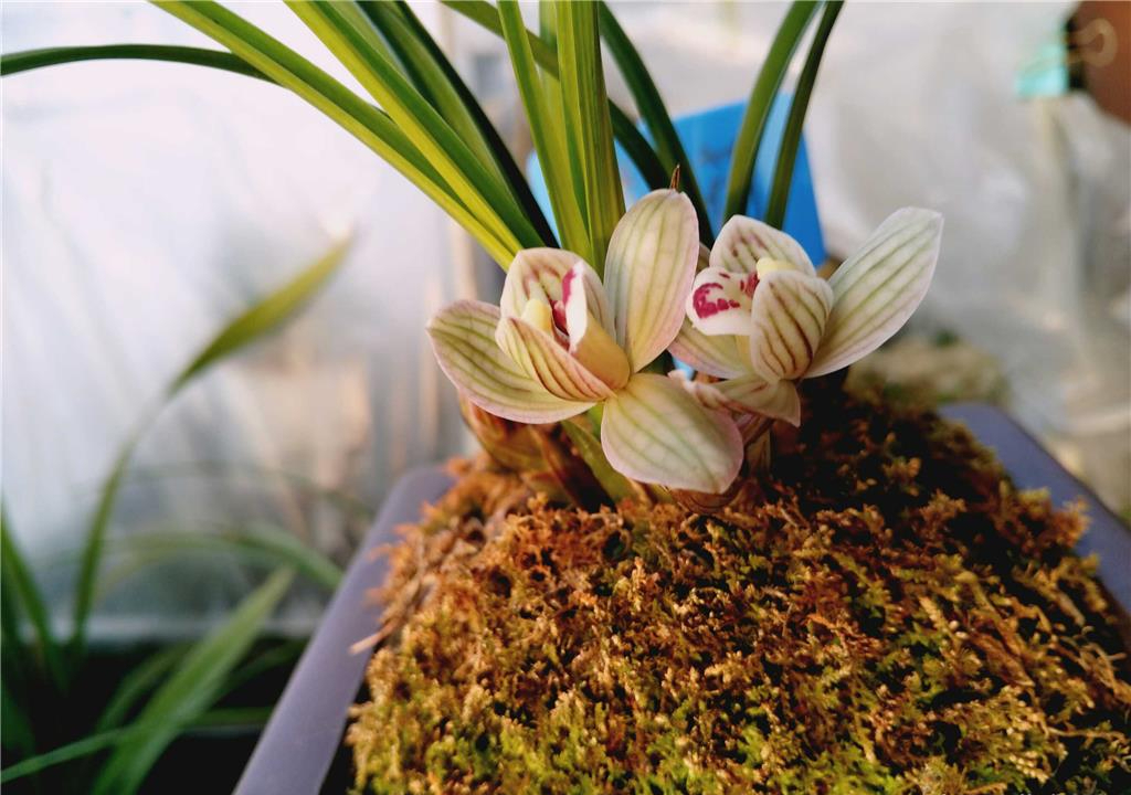 它是莲瓣兰荷瓣精品,滇荷,花色典雅,唯美出彩,魅力无限