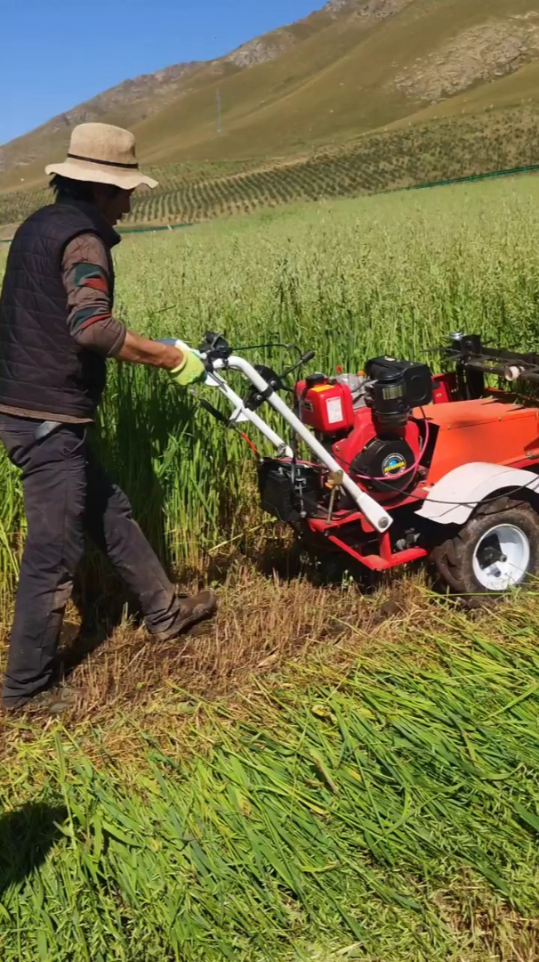 云南的老人操作机器割麦子,真方便啊