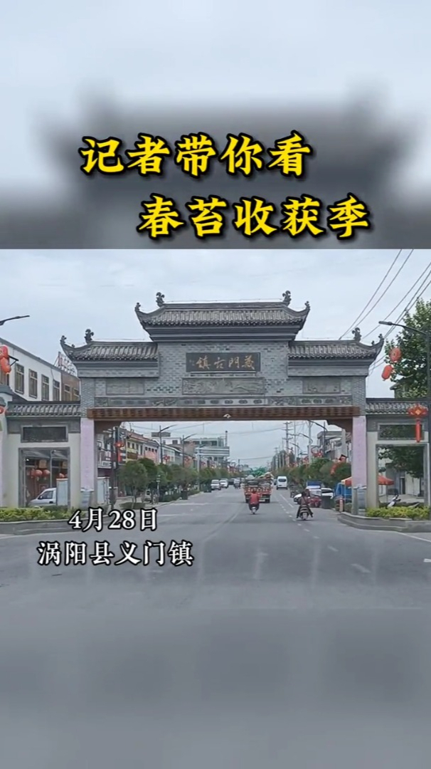 看安徽!安徽亳州涡阳县苔干:记者带你看老子故里的春苔收获季-度小视