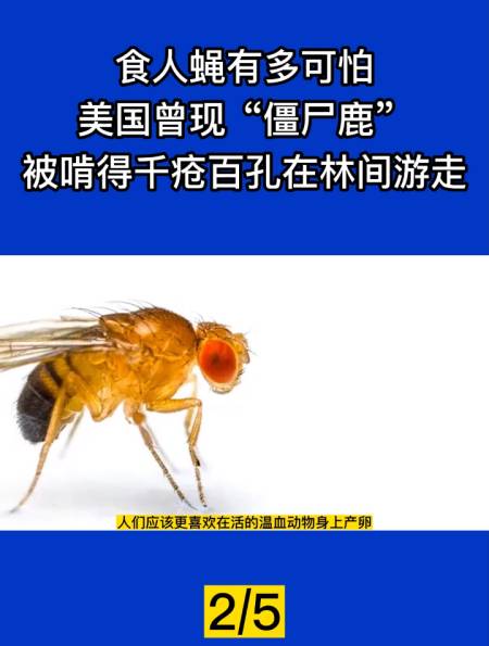 食人蝇有多可怕?曾现"僵尸鹿",被啃得千疮百孔在林间游走!2-度小视