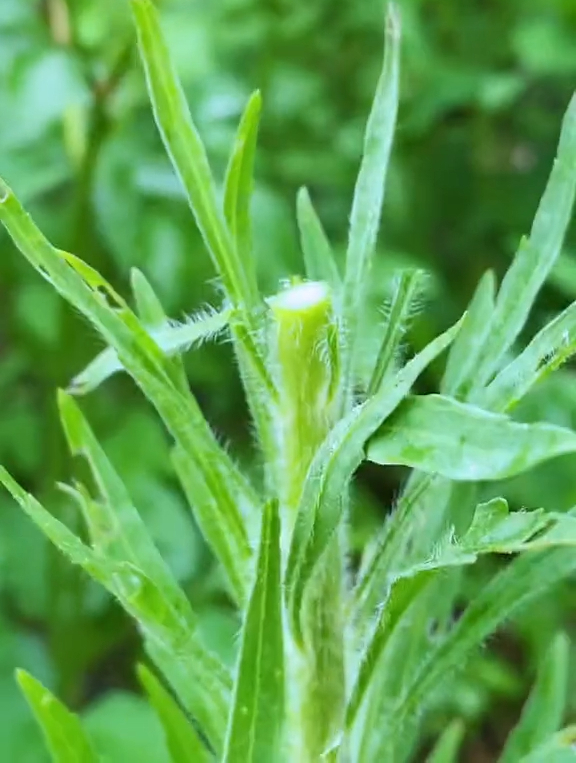 农村常见的飞蓬草,被称为农村三大草王之一,你了解吗?-度小视