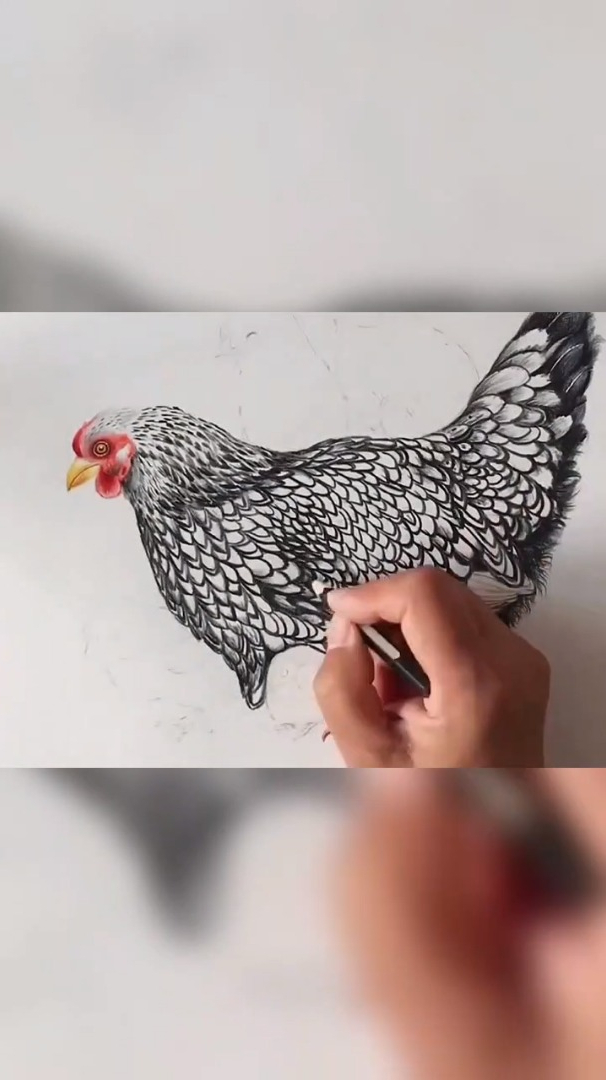 画母鸡彩铅图片